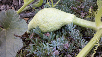Jenn's Gardening Spot: Edible front yard full of Melons, Squash and