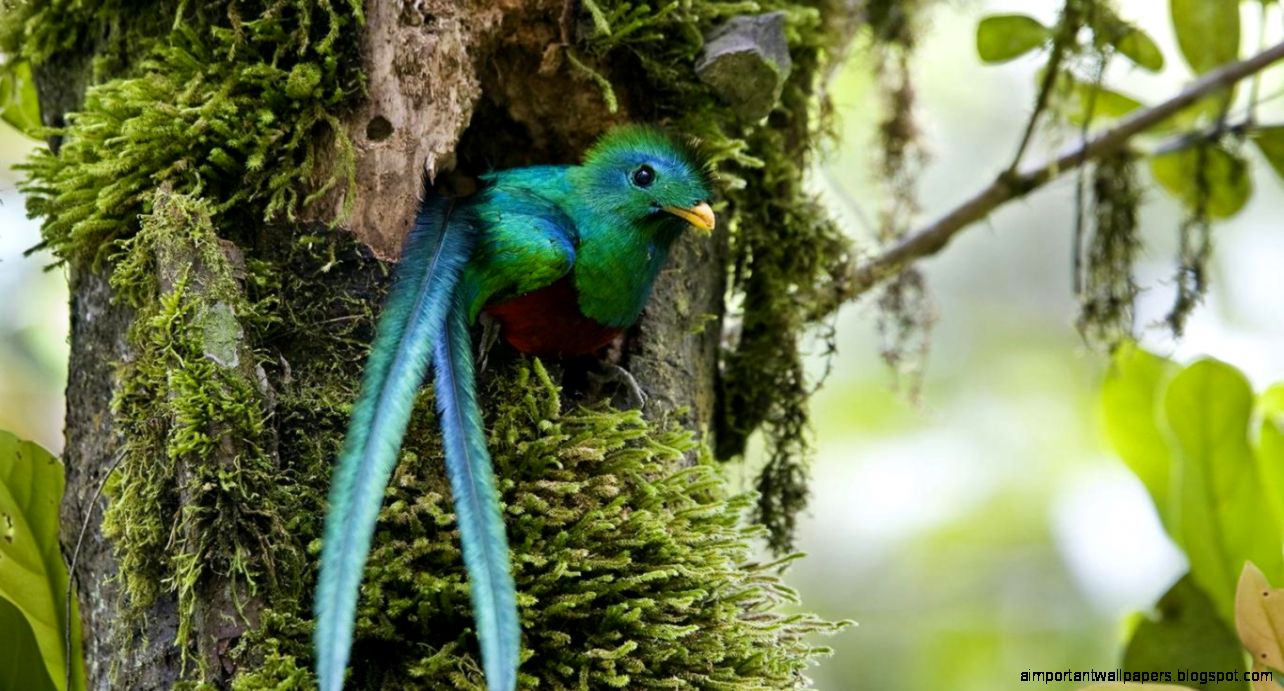 The Quetzal HD Wallpapers The Quetzal HD Wallpapers