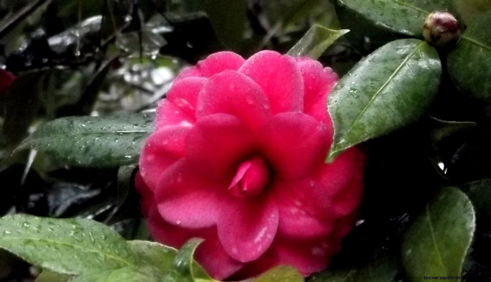 Camellia Bloom Camellia Bloom
