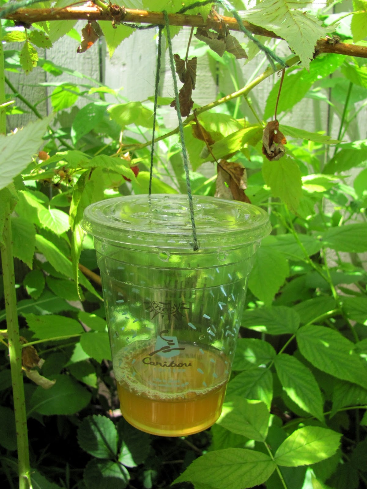 Sweet Domesticity Vinegar Fruit Fly Traps for the Raspberry Patch