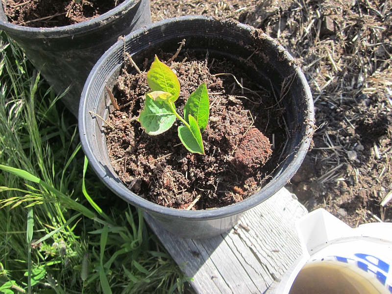 Rural Revolution Propagating blueberries