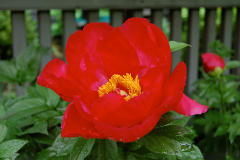 Future Plants By Randy Stewart Weigela