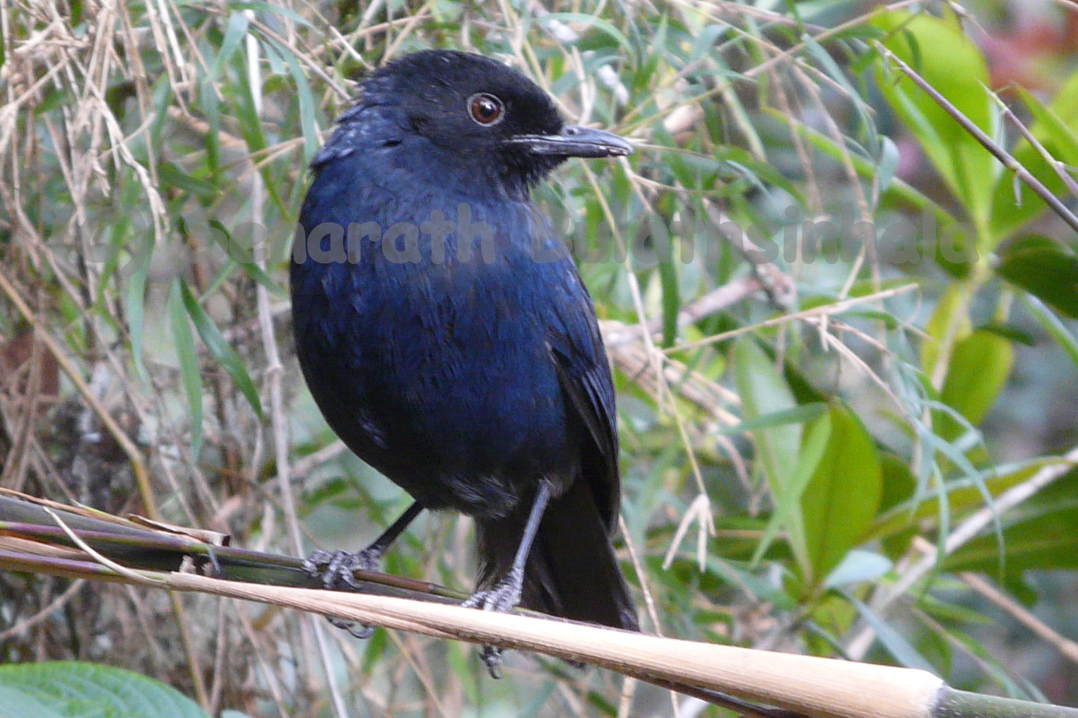 Ceylon Quest: Male Sri Lanka Whistling-thrush