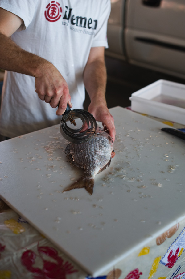 Eating Brooklyn Brooklyn Fish CSA, CSF and Fish Club