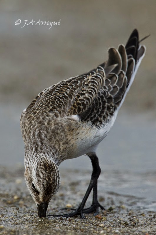 correlimos zarapitin, Calidris ferruginea, Curlew Sandpiper correlimos zarapitin, Calidris ferruginea, Curlew Sandpiper