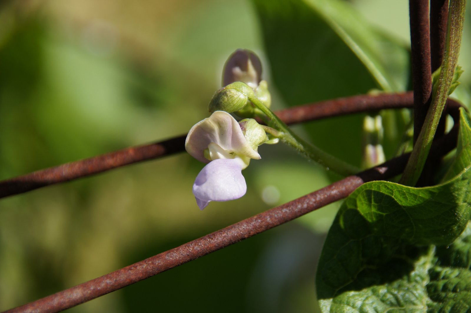 A Thinking Stomach This Year's Beans