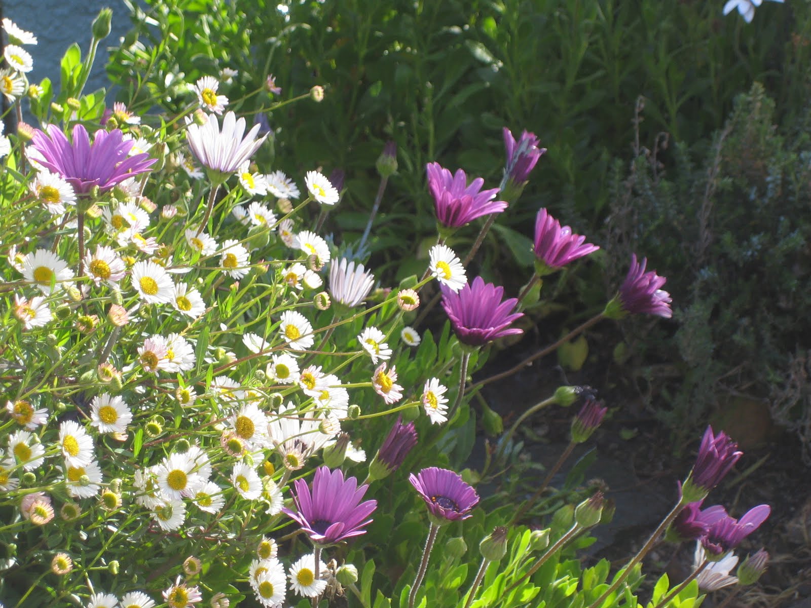 A Very Good Life Scenes From a Garden with a Poet Laureate