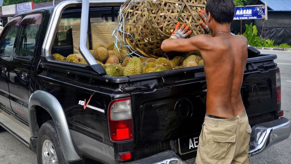 Borong buah durian Balik Pulau