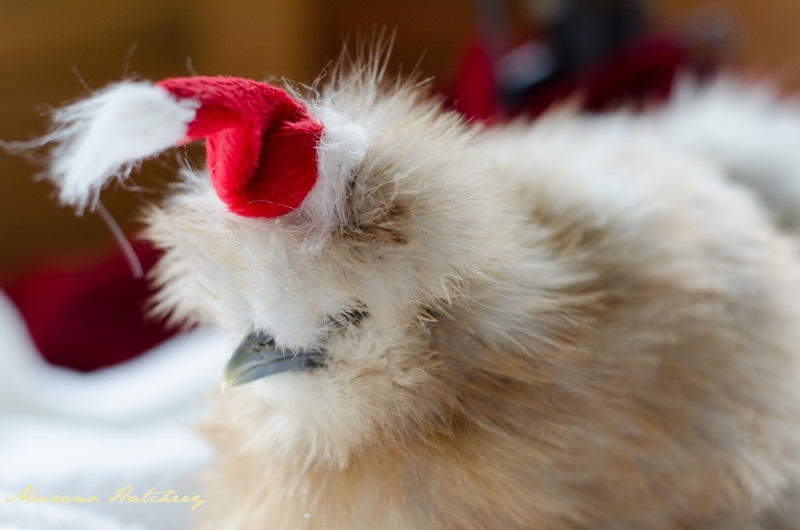 Chicken Christmas Pictures Murano Chicken Farm