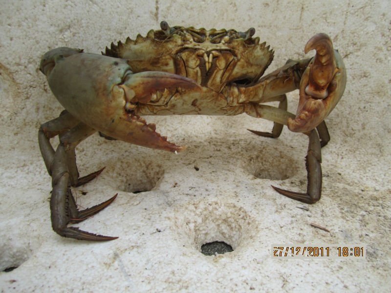 Malaysia Mud Crab/ Soft Shell Crab Supply Mad Crab supply from Indonesia