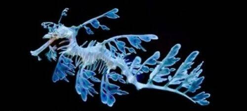 dragon de mar
