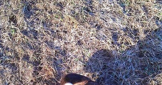 Englehaar hundeblogg Buddy min lille prins