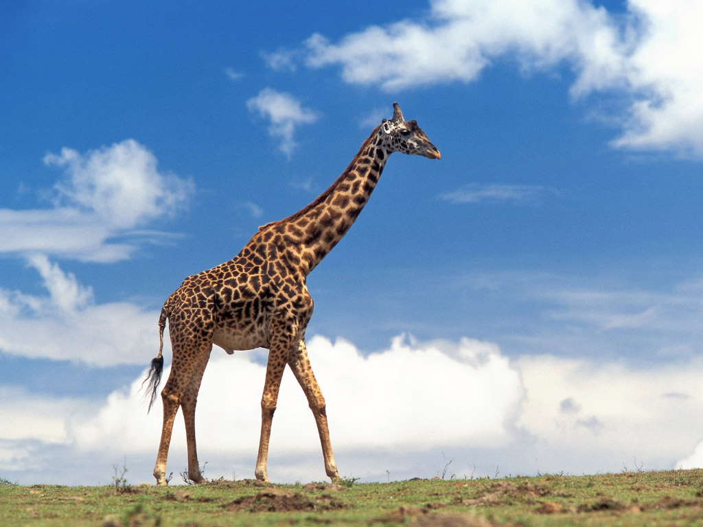 http://3.bp.blogspot.com/-KmEJQqMFcuE/TWYwvGtRg2I/AAAAAAAABHY/yOlawe2NXWo/s1600/giraffe-01.jpg