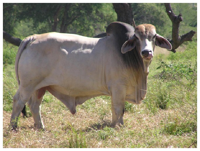 Ganado bovino cara - Imagui