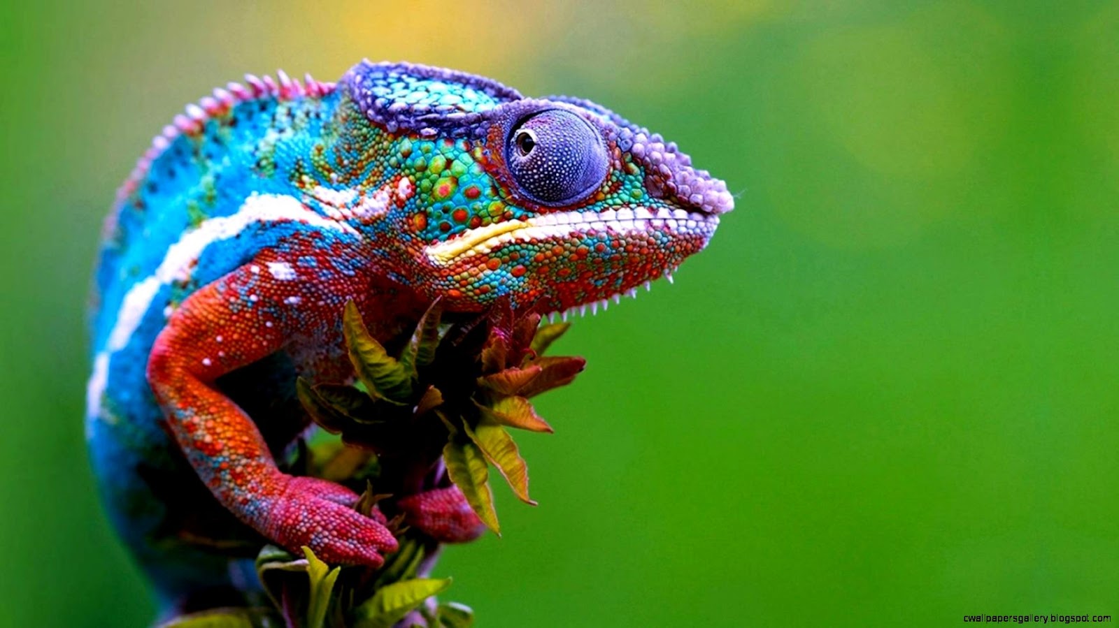 Colorful Chameleon | Wallpapers Gallery