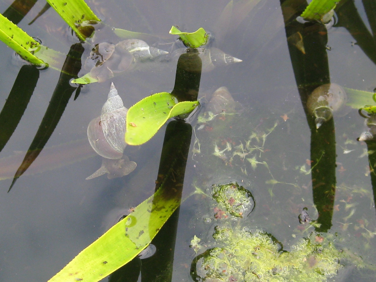 Roger Brook the no dig gardener We must talk about...blanketweed