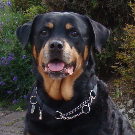 Moulting or Shedding in Rottweilers 
