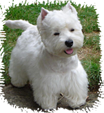 West Highland White Terrier Cachorros para apartamento