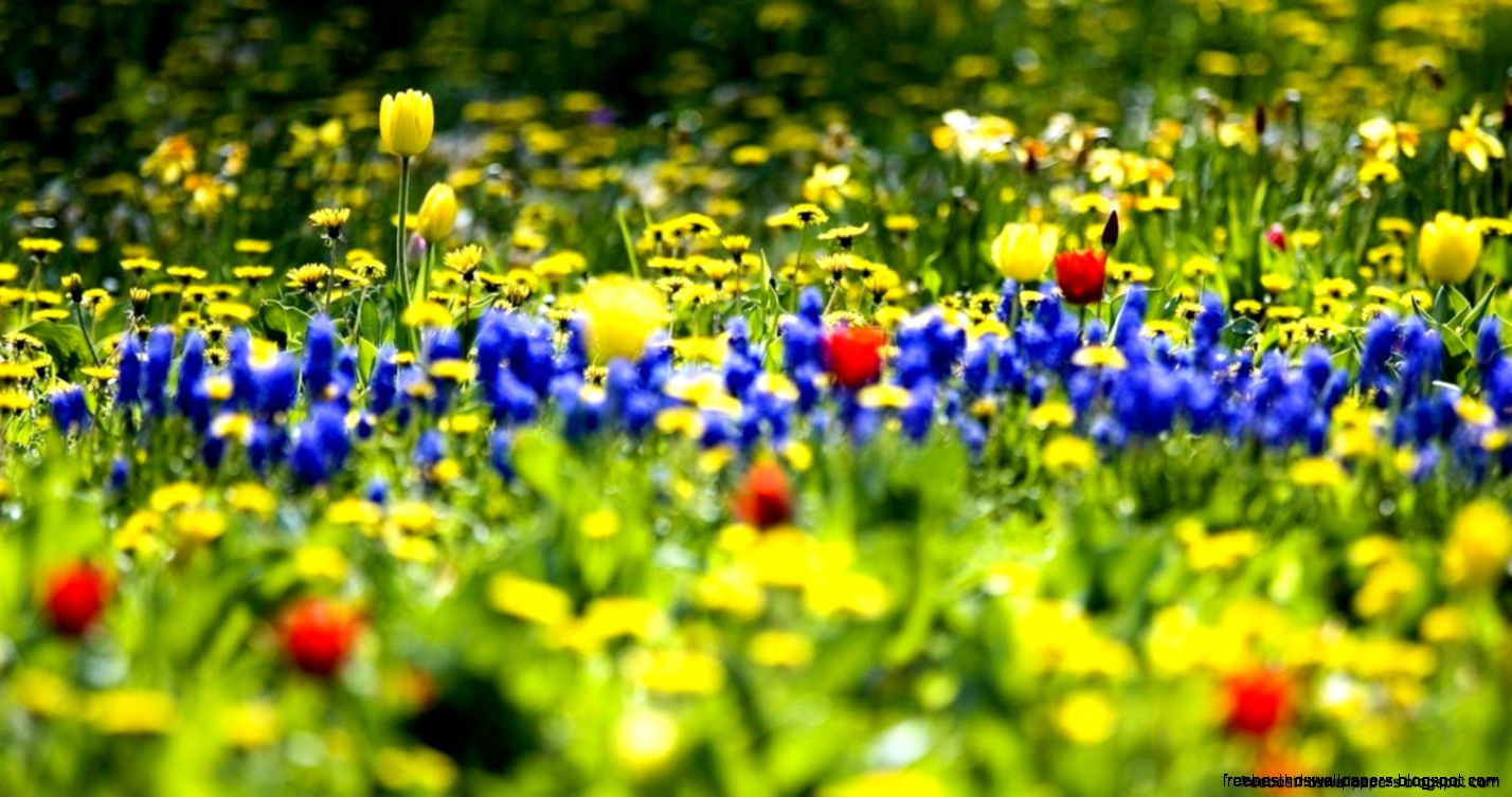 Hi Res Spring Wallpaper  Free Best Hd Wallpapers Hi Res Spring Wallpaper  Free Best Hd Wallpapers