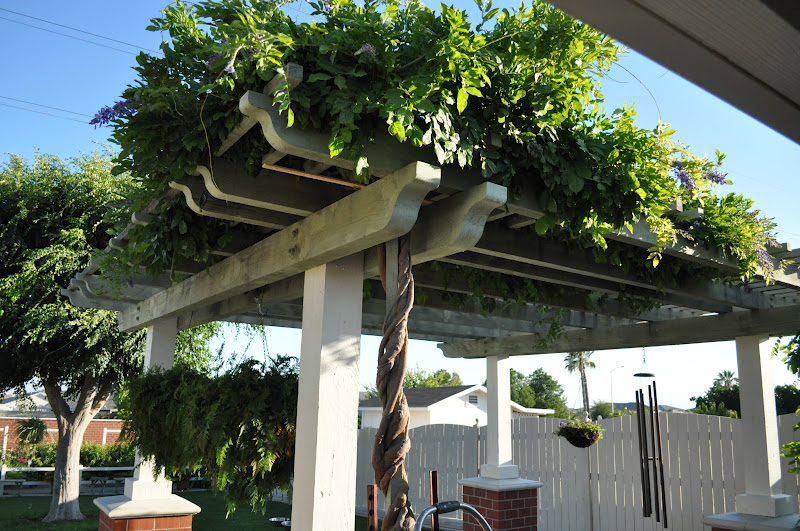 How to Prune Wisteria on Pergola  