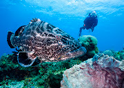 Christmas in CozumelThe Gifts Are Underwater! (nassau grouper cozumel by jett britnell)