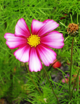 Pink flower on green background