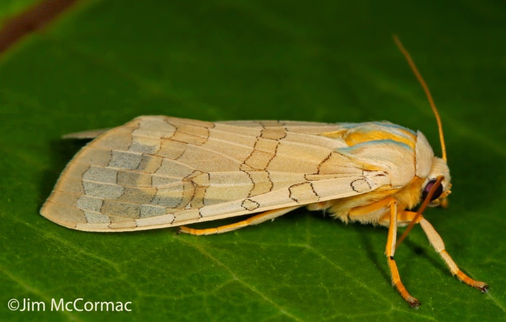 Ohio Birds and Biodiversity Sycamore Tussock Moth caterpillars