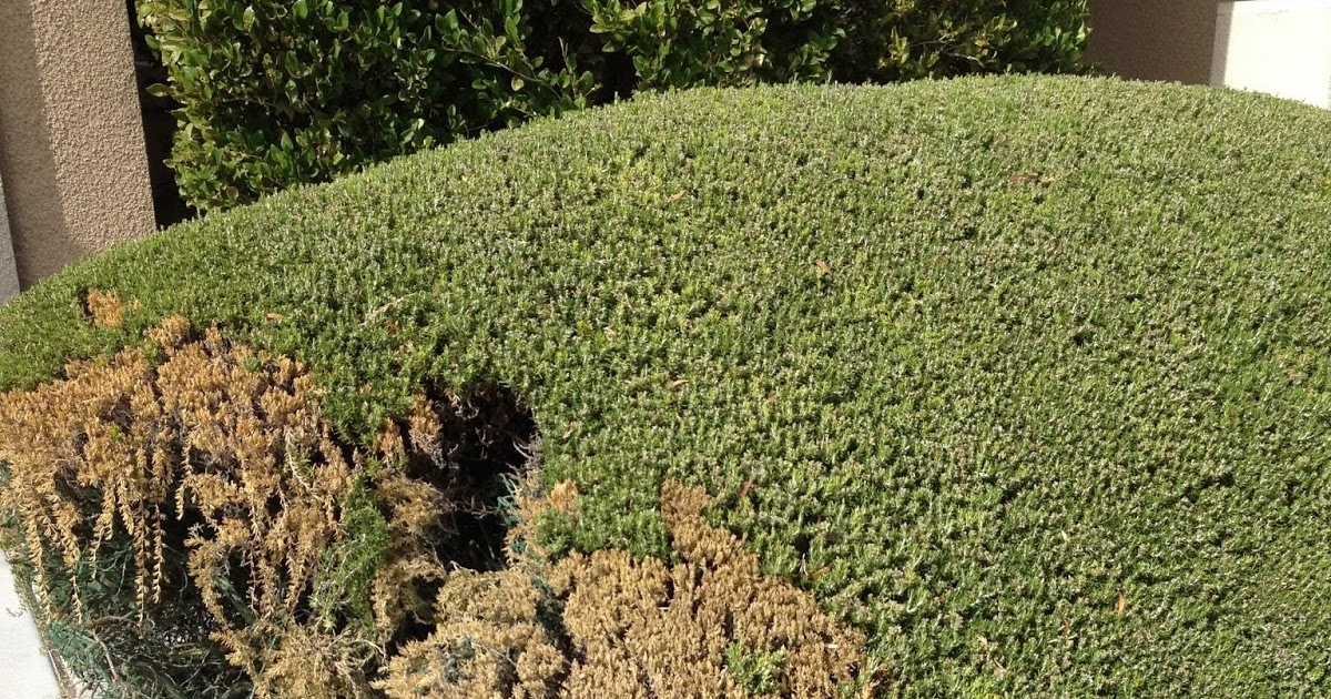Xtremehorticulture of the Desert Rosemary Dying Usually Soil Problem