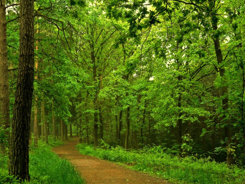 Imagenes De Paisajes Naturales Bosques | imagenes de paisajes naturales paisajes de bosques Imagenes De Paisajes Naturales Bosques | imagenes de paisajes naturales paisajes de bosques