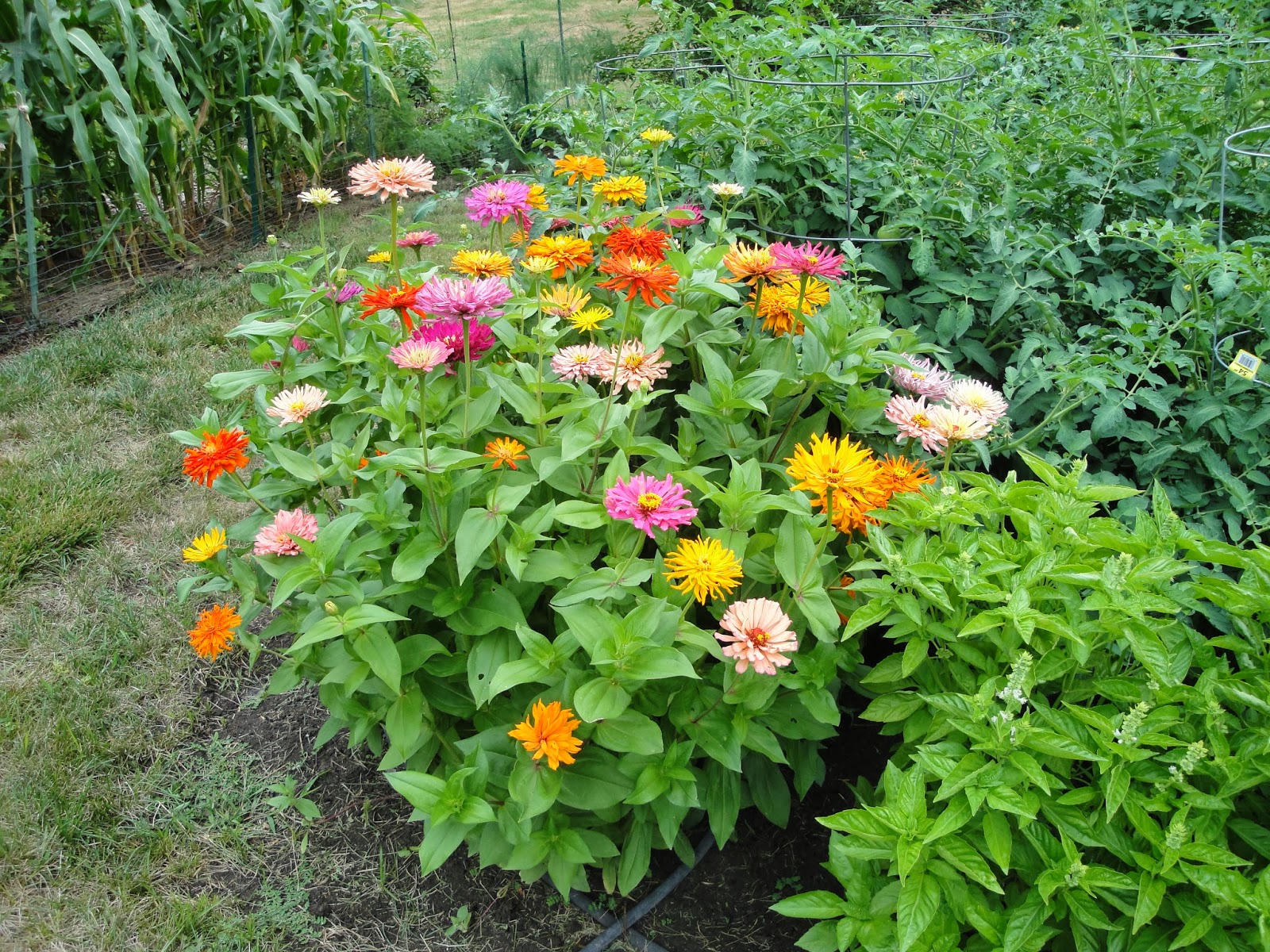 Prairie Spirits Happy Zinnias