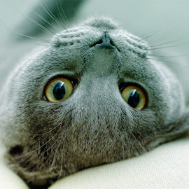 Gambar Kucing Persia @ Digaleri.com