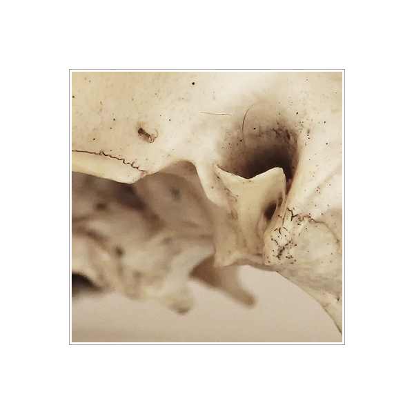 The Ridou Report Possum Skull