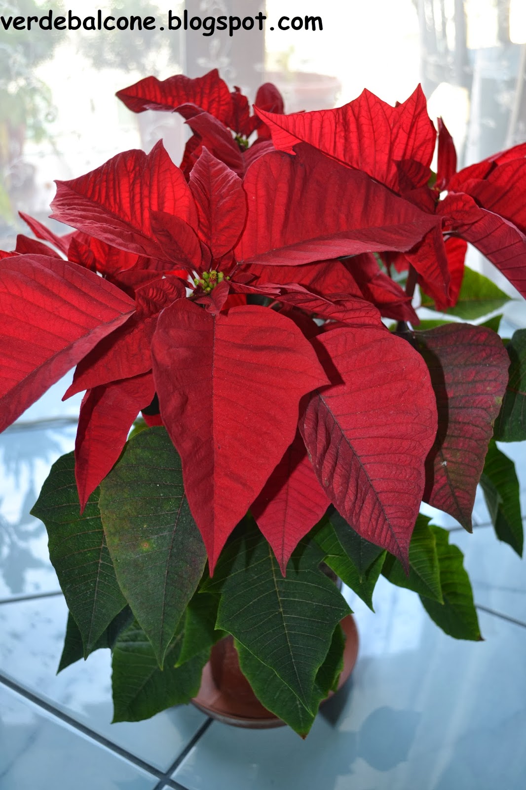 Come Curare La Stella Di Natale Pianta In Casa.Verde Balcone Stella Di Natale Euphorbia Pulcherrima Regina Delle Feste