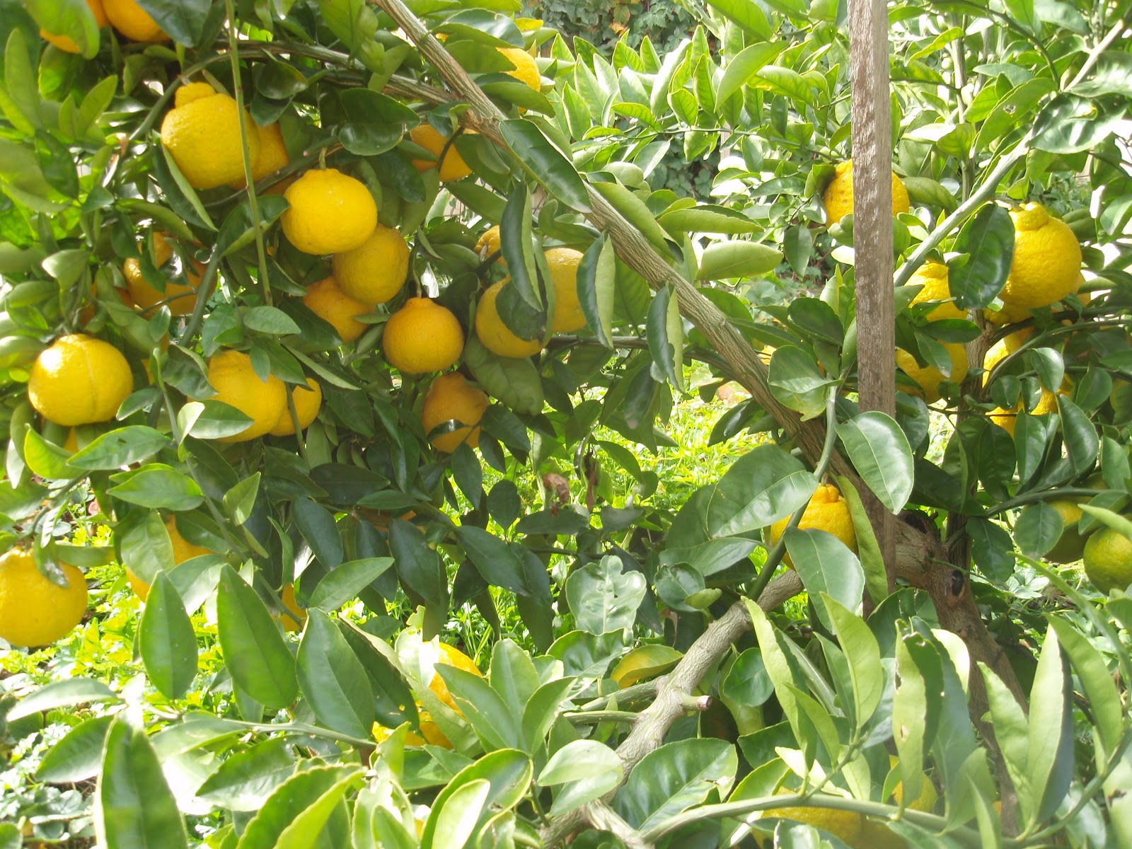 Garden Gatherings What On Earth is a Pomelo?