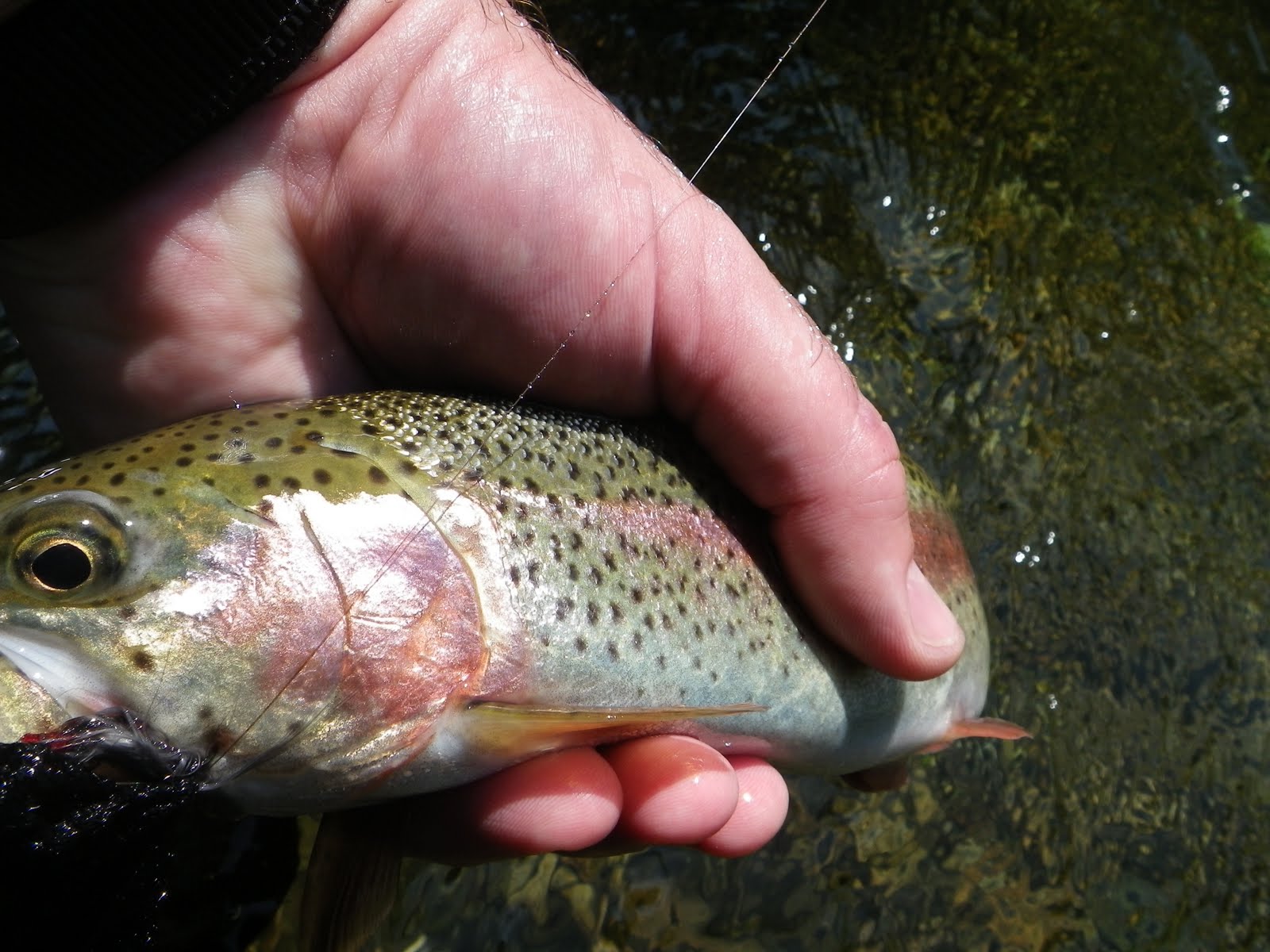 NH Trout Bum