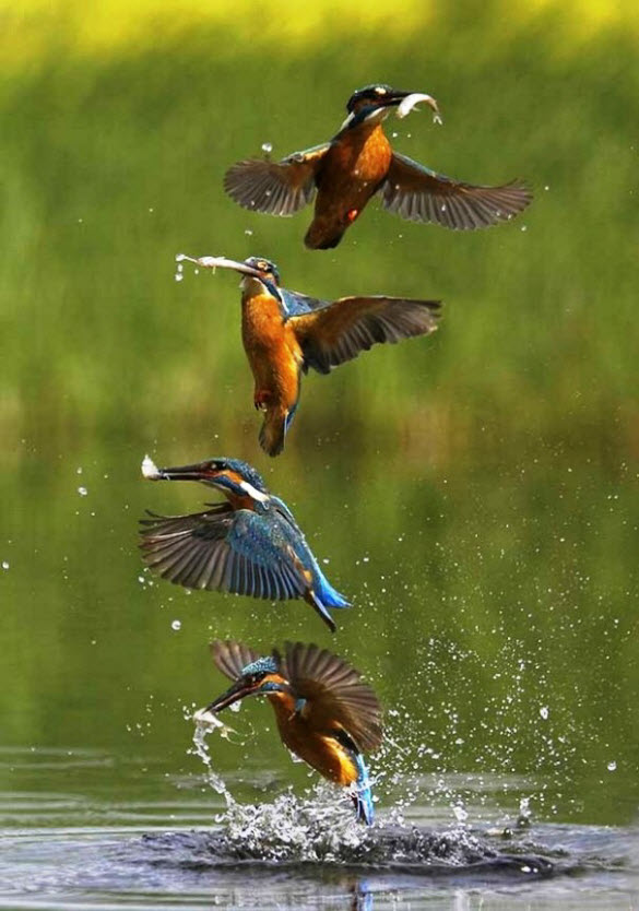 Spectacular Examples of Action Sequence Photography