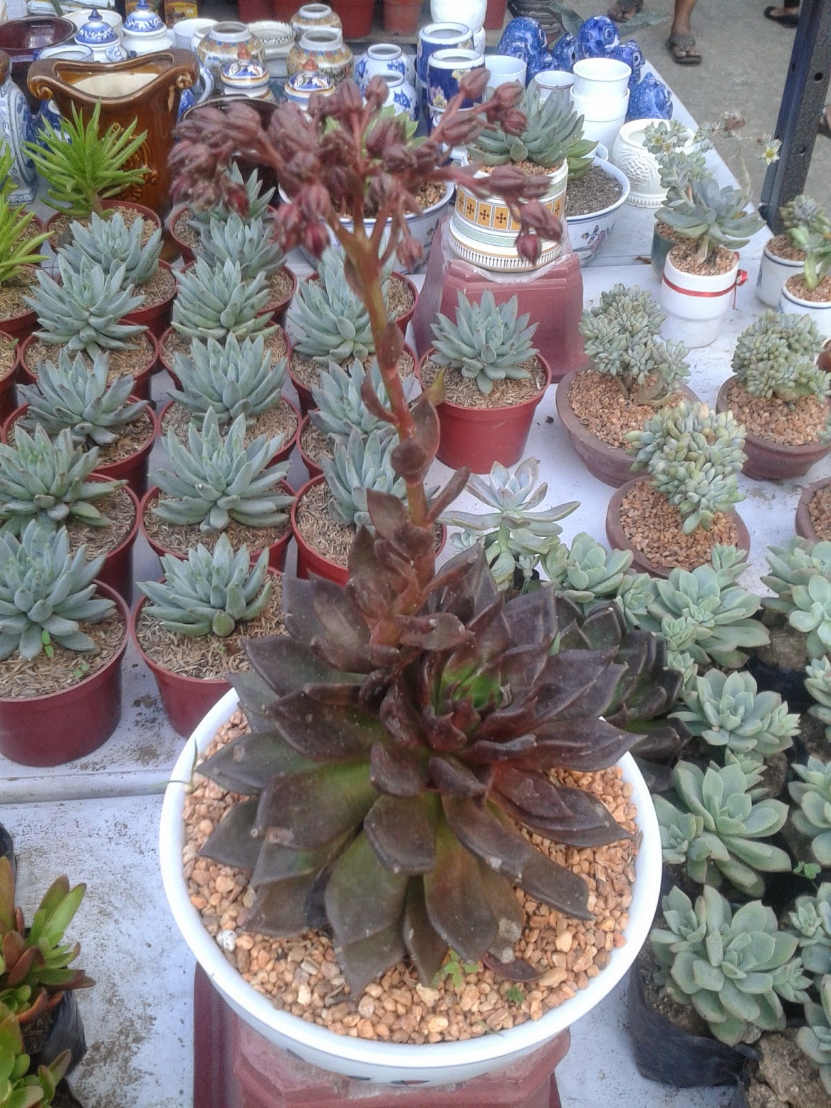 Debut Themes and Ideas Cactus, A Unique Souvenir idea for Debut