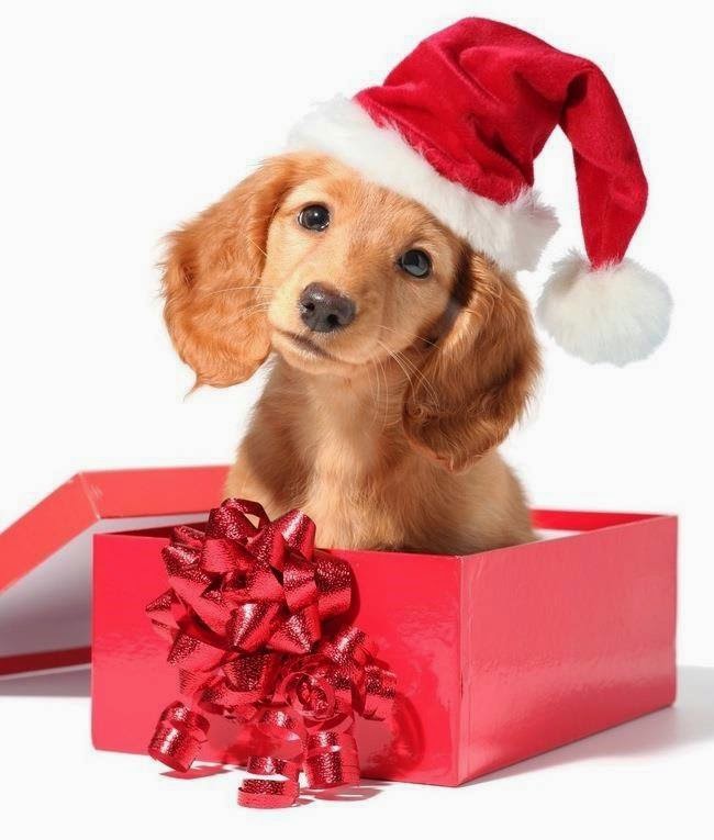La vida Animal Perros Navideños