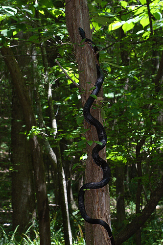Climbing Snakes