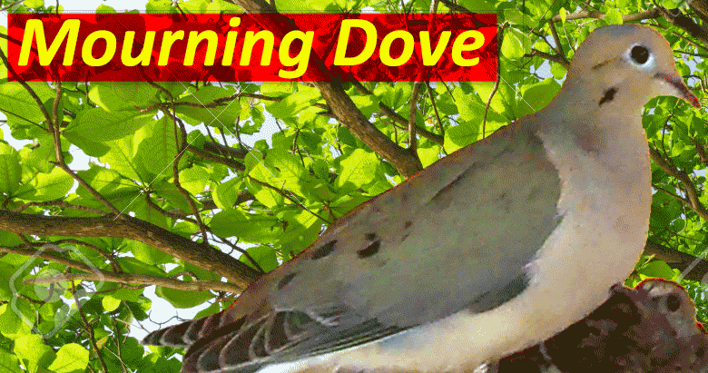 <center>Mourning Dove</center>