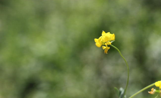Birds-Foot Trefoil Flowers Birds-Foot Trefoil Flowers