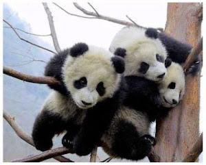 Que lindos son mis chayannes pandas!!