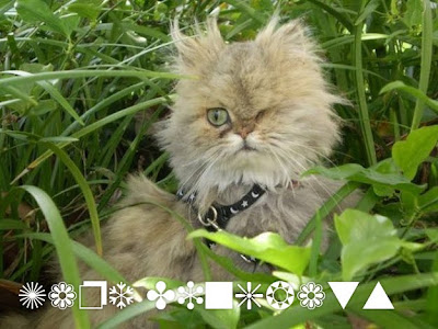 Cats and Fonts - Funny Pics