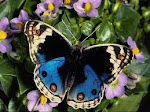 Las mariposas