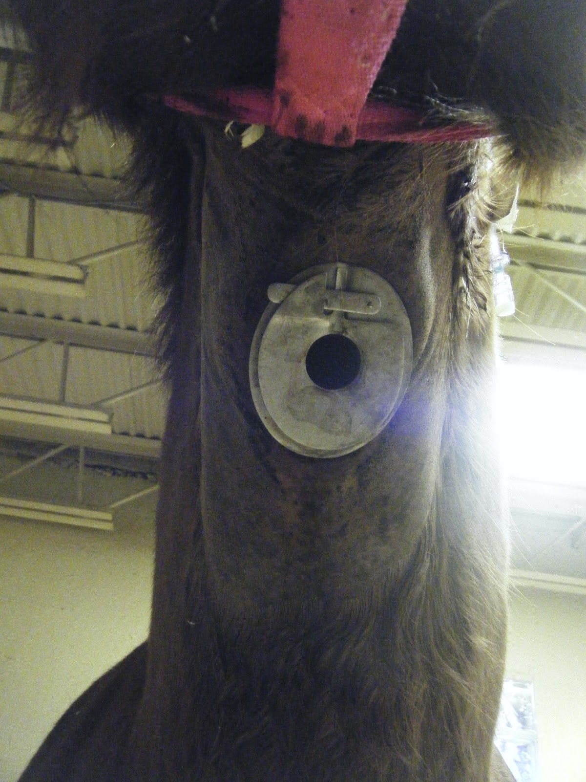 From Mitten to Keystone Why Horses?