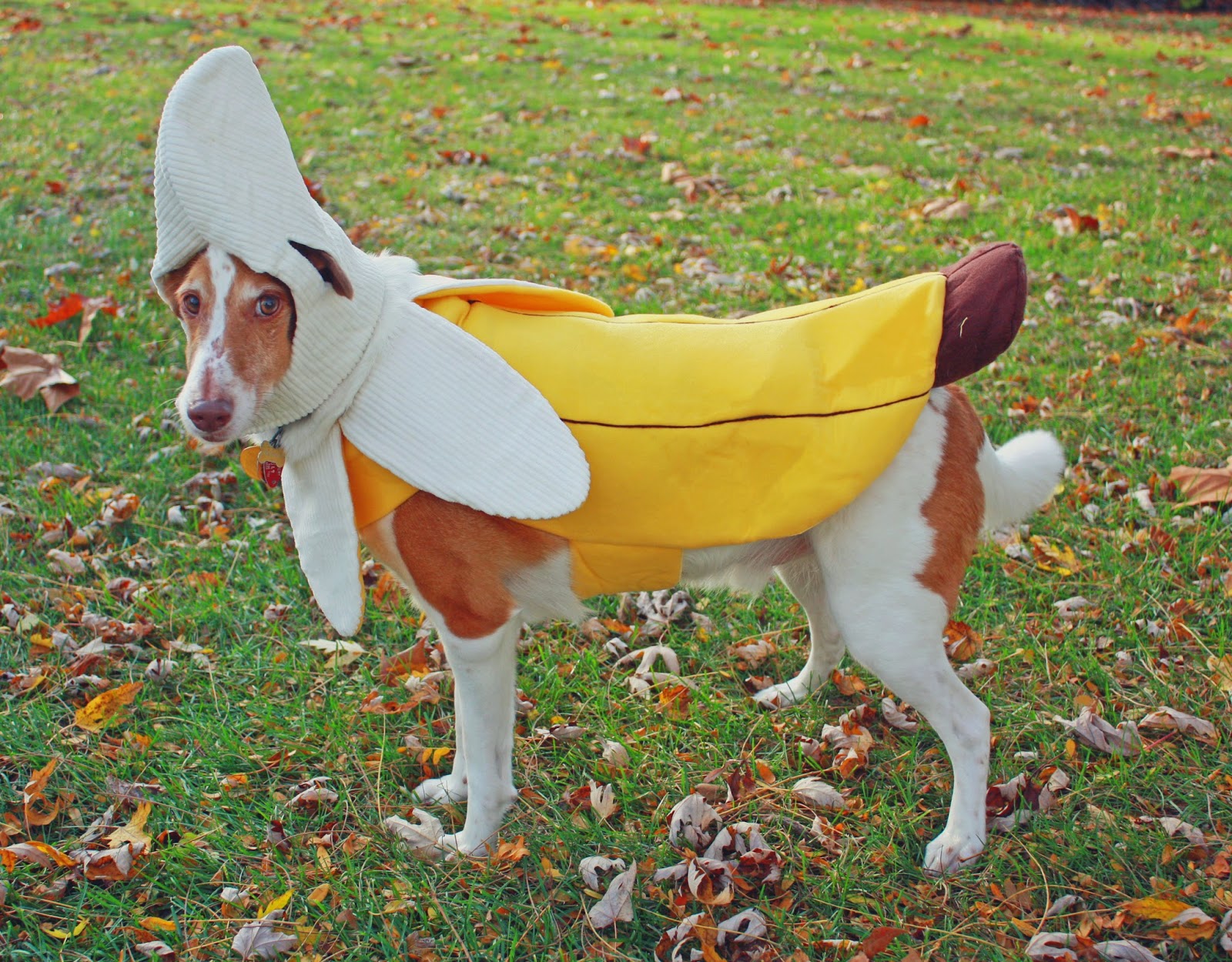 Dogs And Babies So Cute You'll Want To Eat Them All Up! Neatorama