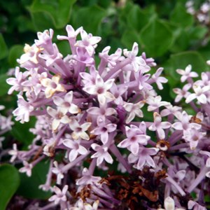 7 Best Weigela Images Garden Shrubs Flowering Shrubs Shrubs