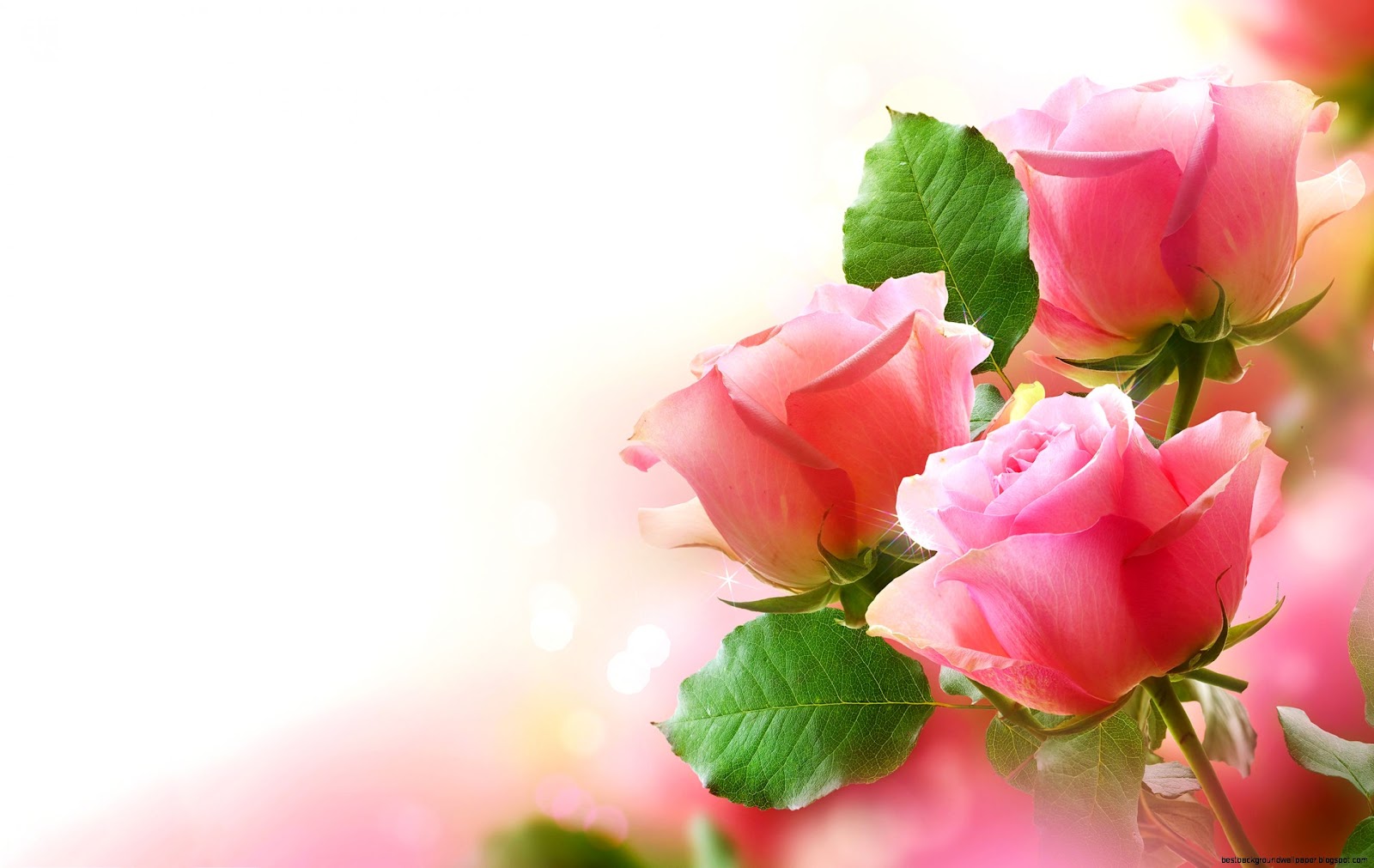 Pretty Pink Rose Desktop Background Pretty Pink Rose Desktop Background