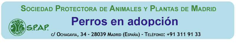 PERROS EN ADOPCIÓN • S.P.A.P. Sociedad Protectora de Animales y Plantas de Madrid