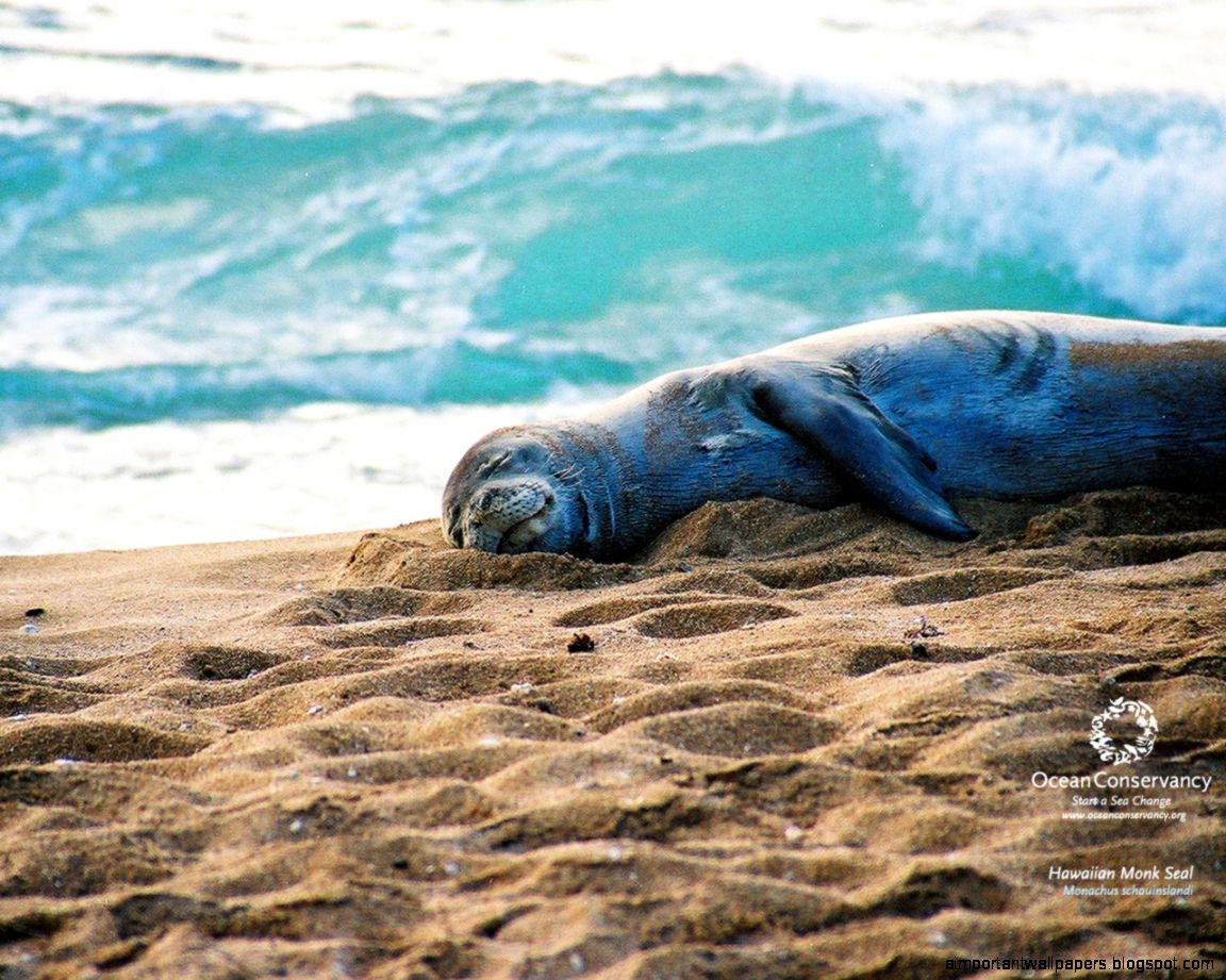Ocean Conservancy Desktop Wallpaper Ocean Conservancy Desktop Wallpaper